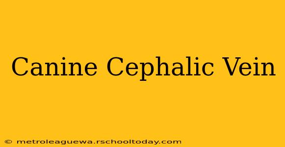 Canine Cephalic Vein