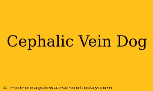 Cephalic Vein Dog