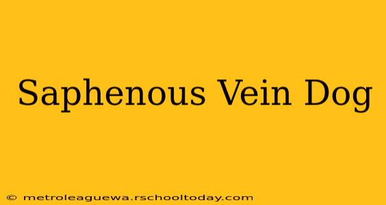 Saphenous Vein Dog